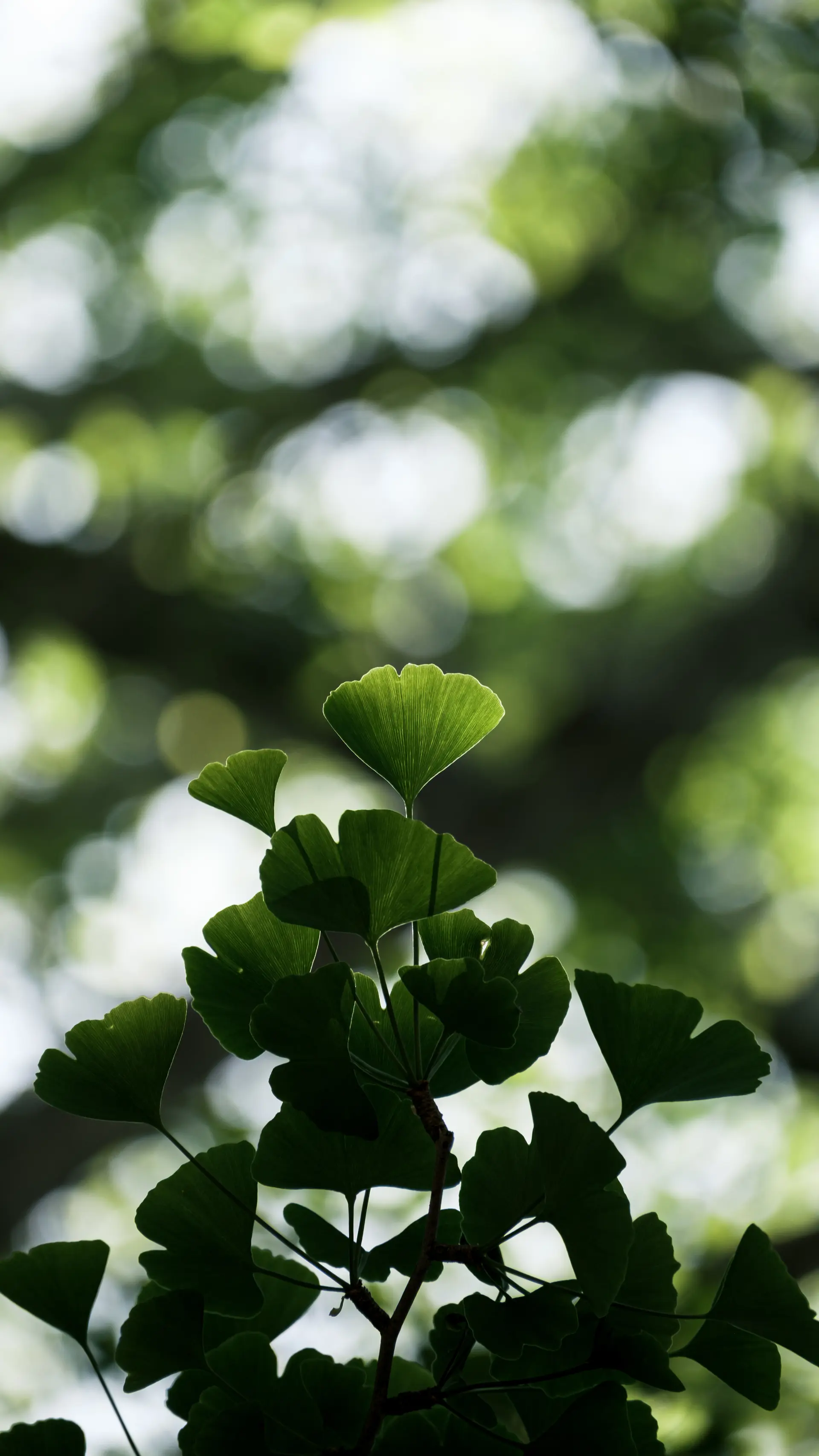 Ginkgo Biloba